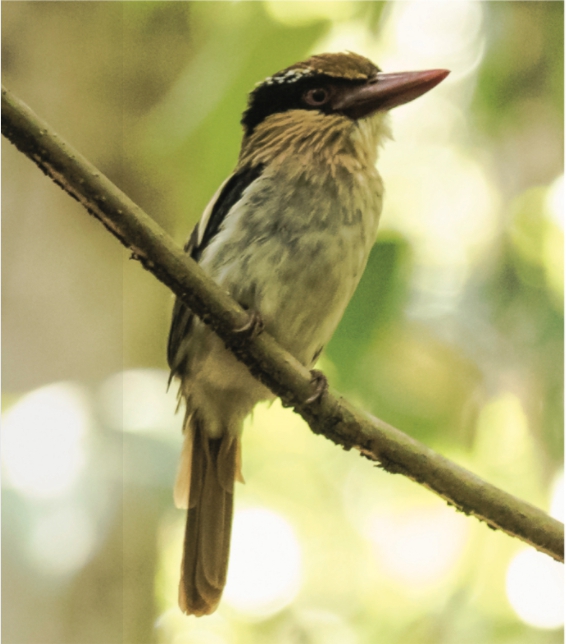 The Search for Rare and Wonderful Wildlife in North Sulawesi