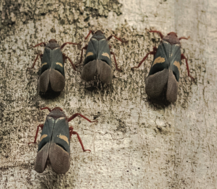 The Search for Rare and Wonderful Wildlife in North Sulawesi