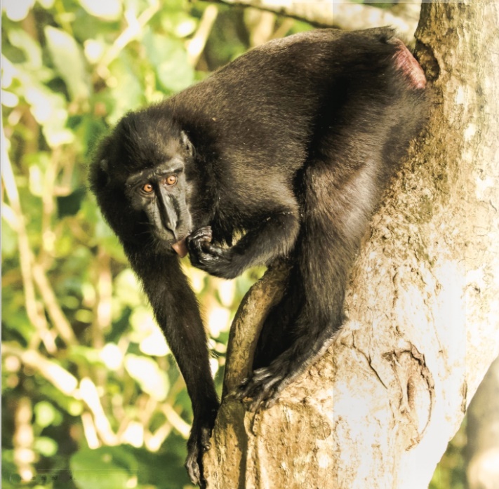 The Search for Rare and Wonderful Wildlife in North Sulawesi