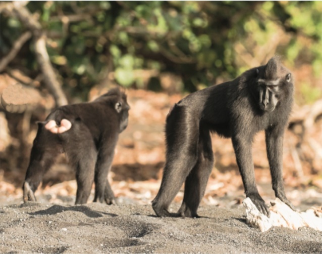 The Search for Rare and Wonderful Wildlife in North Sulawesi