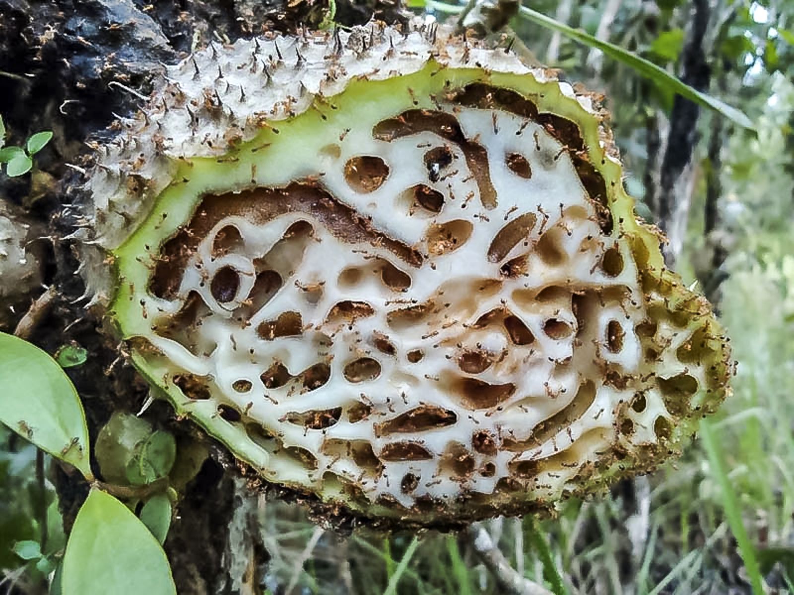 Searching for more endemic plants and wildlife of Central Sulawesi