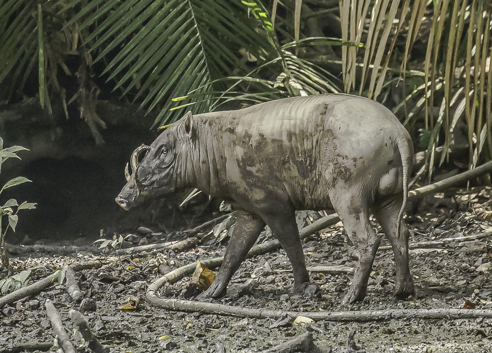 The Search for Rare and Wonderful Wildlife in North Sulawesi 