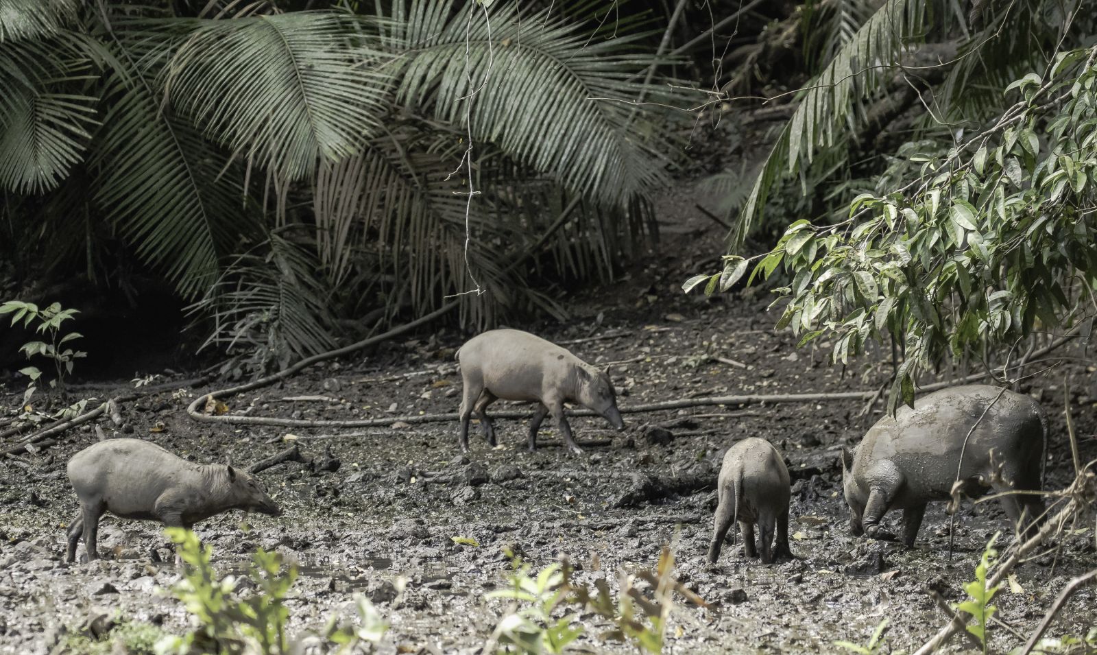 The Search for Rare and Wonderful Wildlife in North Sulawesi 