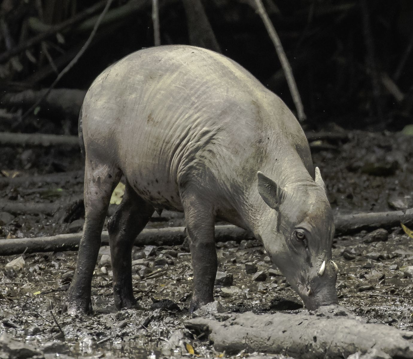 The Search for Rare and Wonderful Wildlife in North Sulawesi 