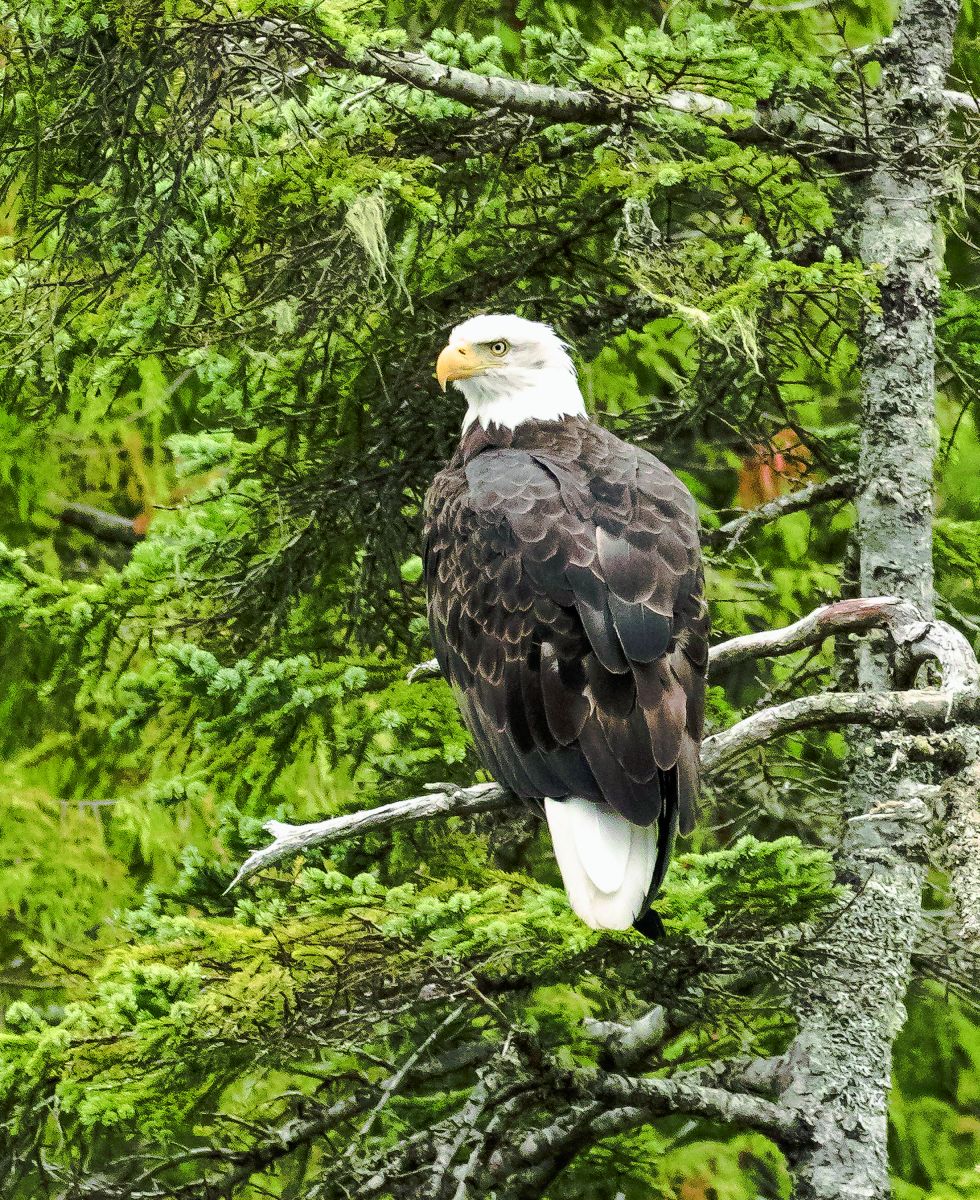 Exploring the Great Bear Rainforest of Canada