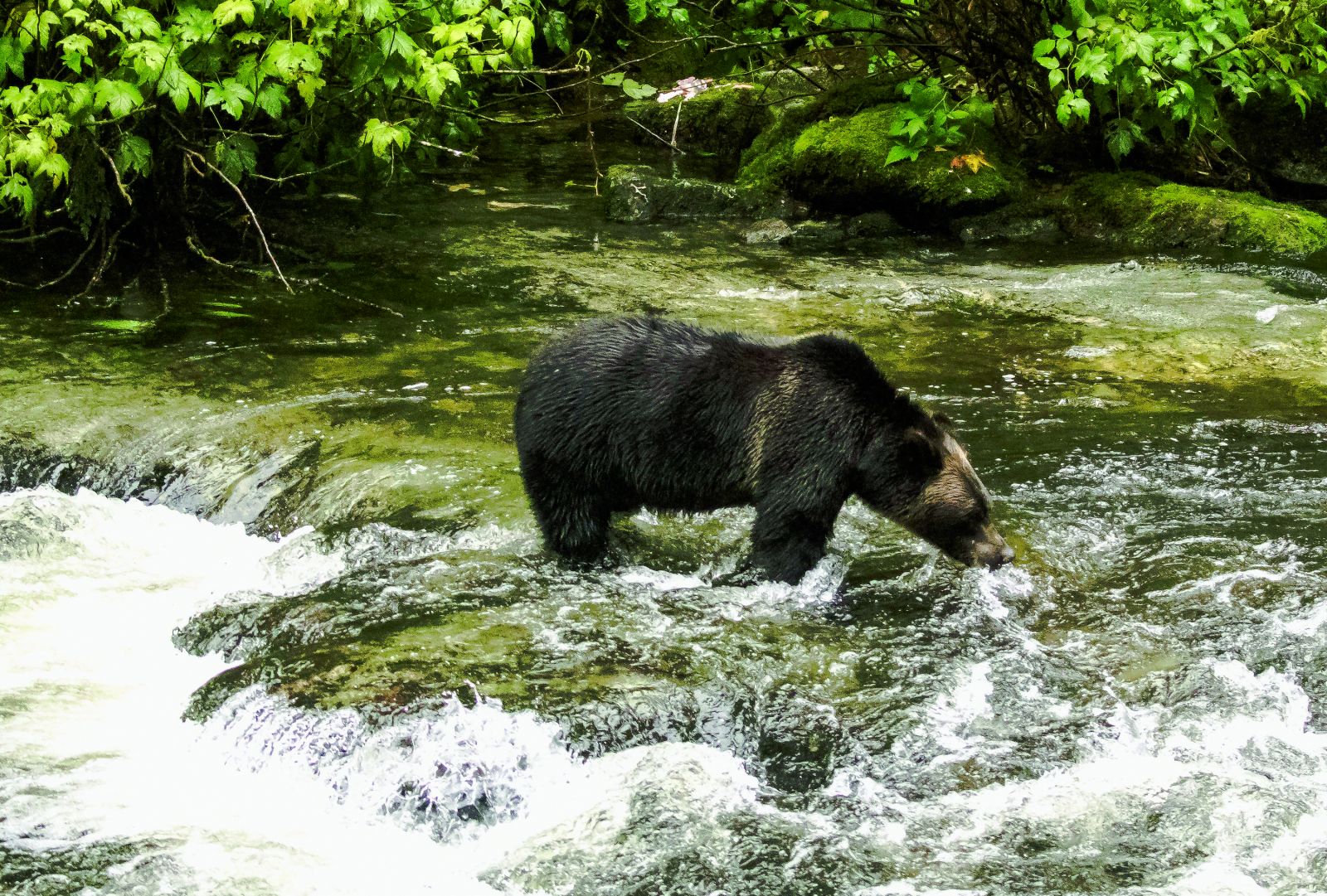 grizzly bear, black bear and kermode bear or spirit near