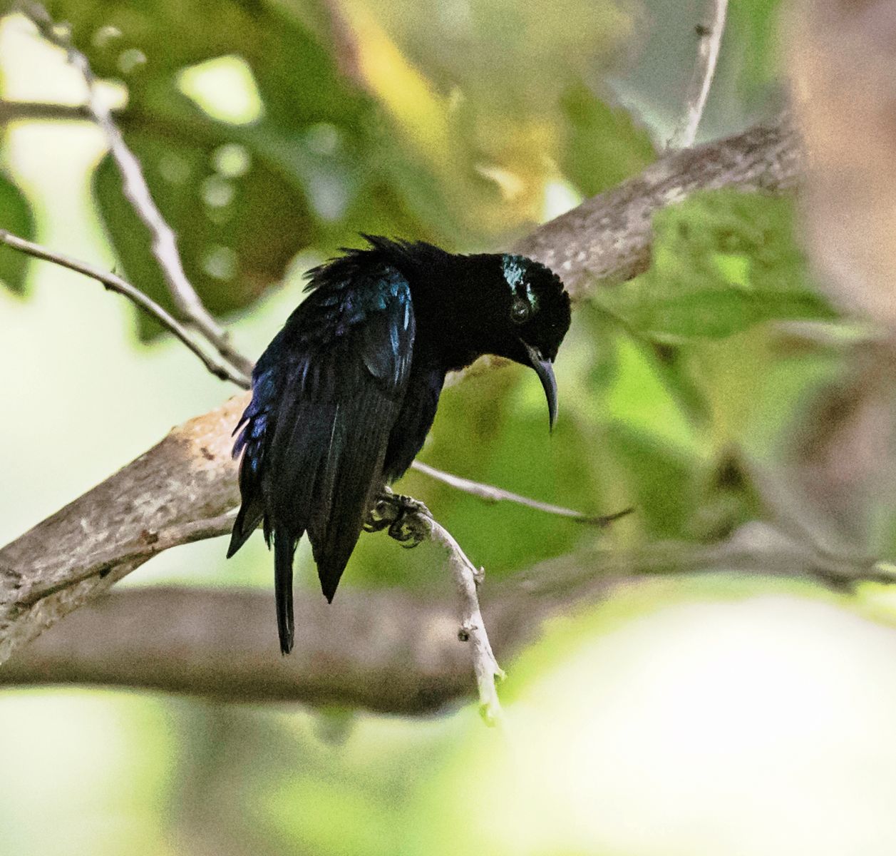 Black Sunbird