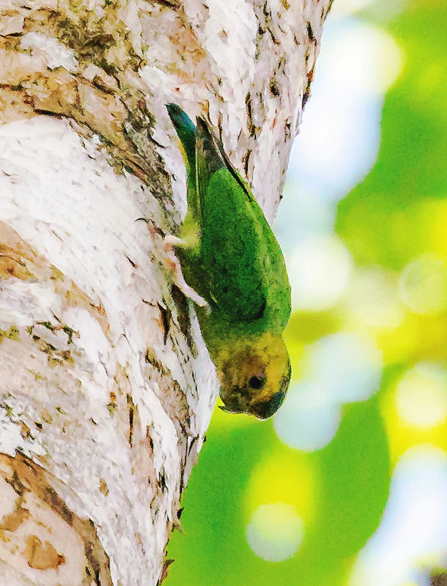 Buff-faced Pygmy Parrot