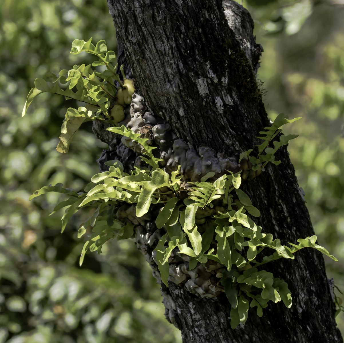 Searching for more endemic plants and wildlife of Central Sulawesi