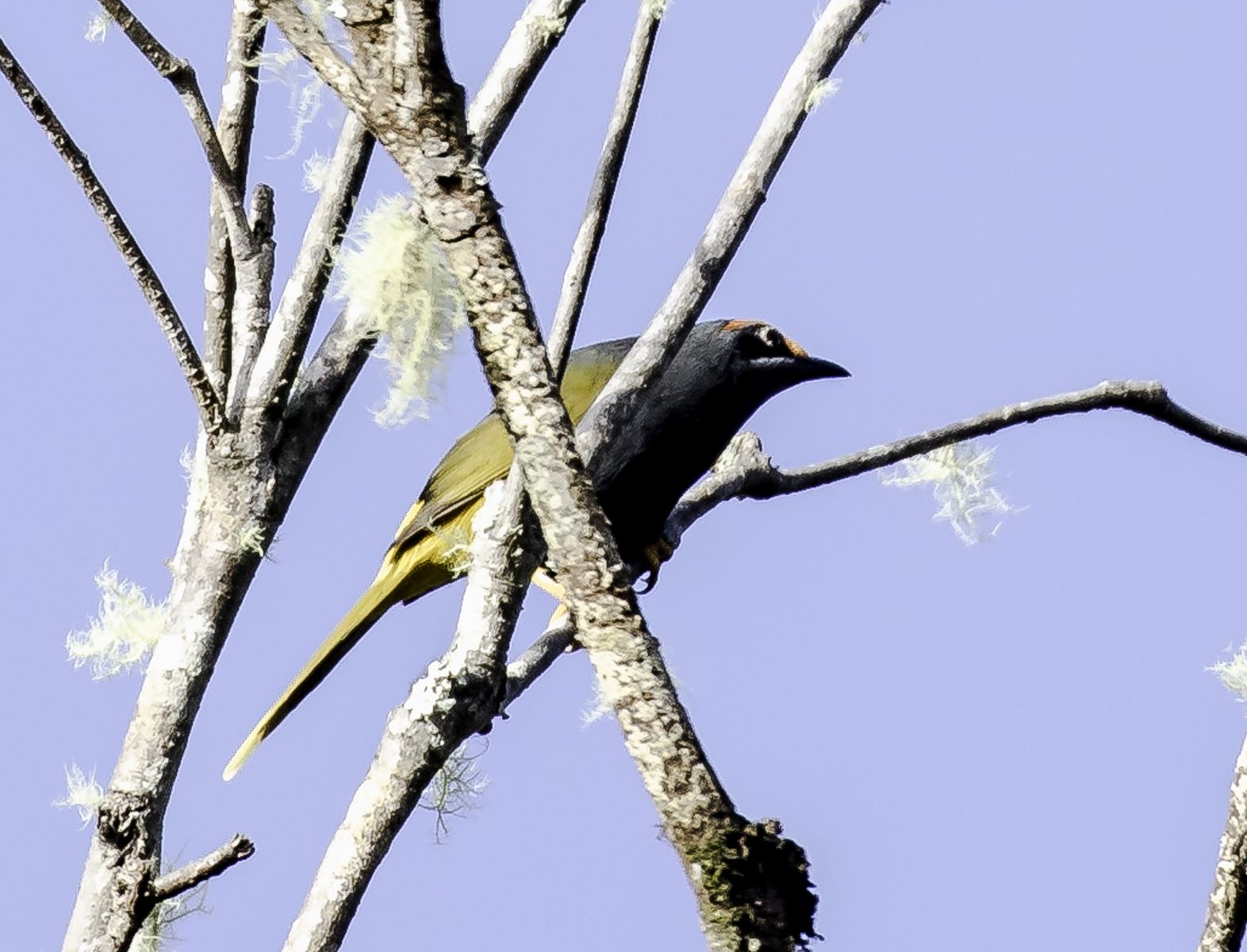 Searching for more endemic plants and wildlife of Central Sulawesi