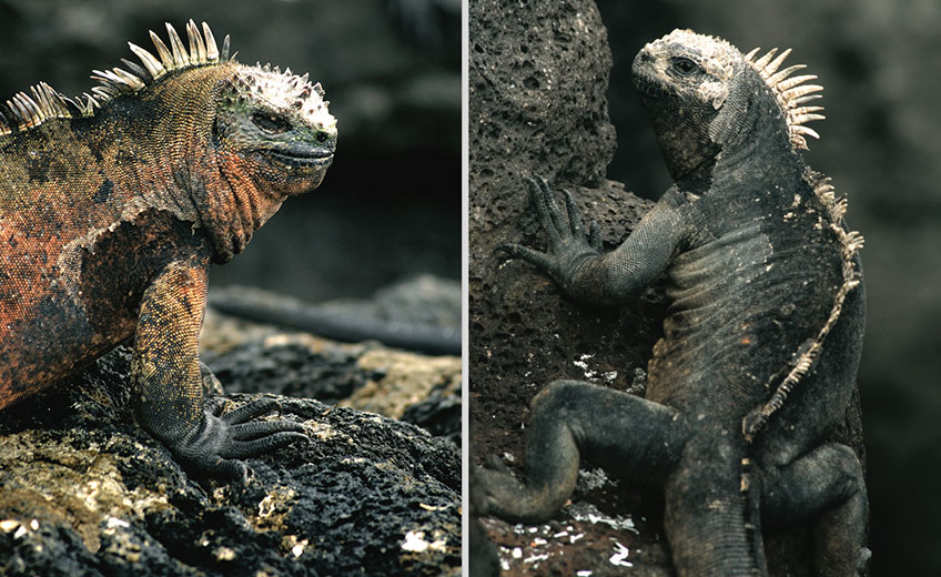 GALAPAGOS ISLES