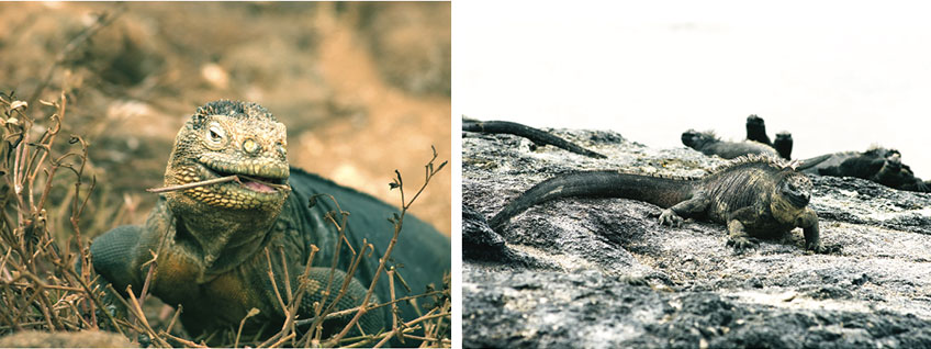 GALAPAGOS ISLES