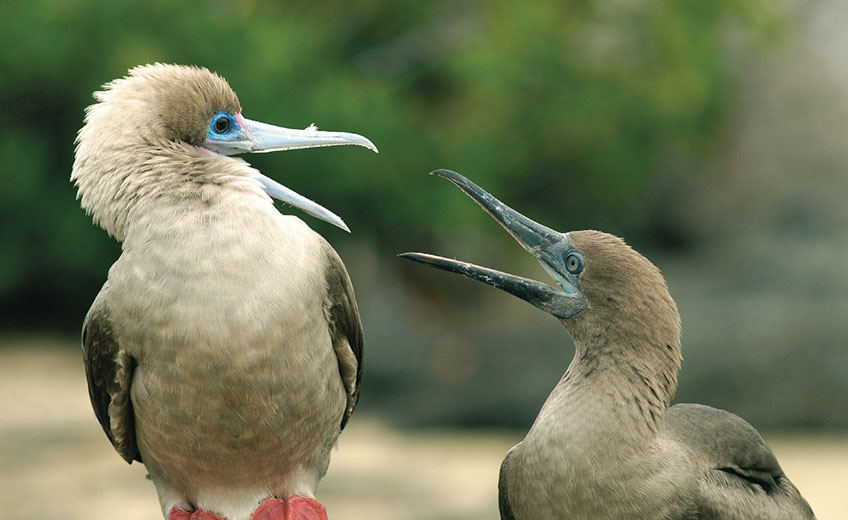 GALAPAGOS ISLES