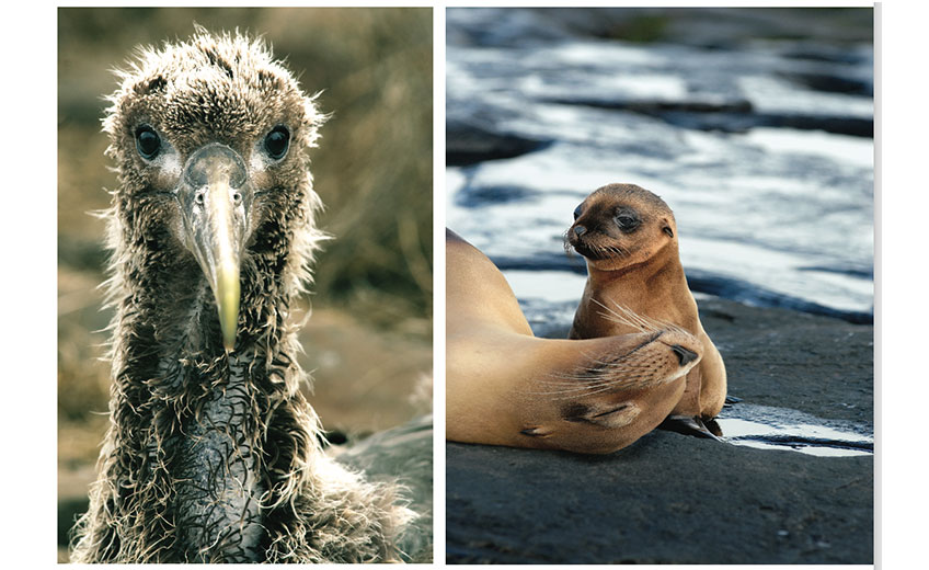 GALAPAGOS ISLES