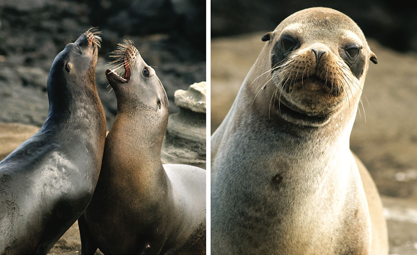 GALAPAGOS ISLES