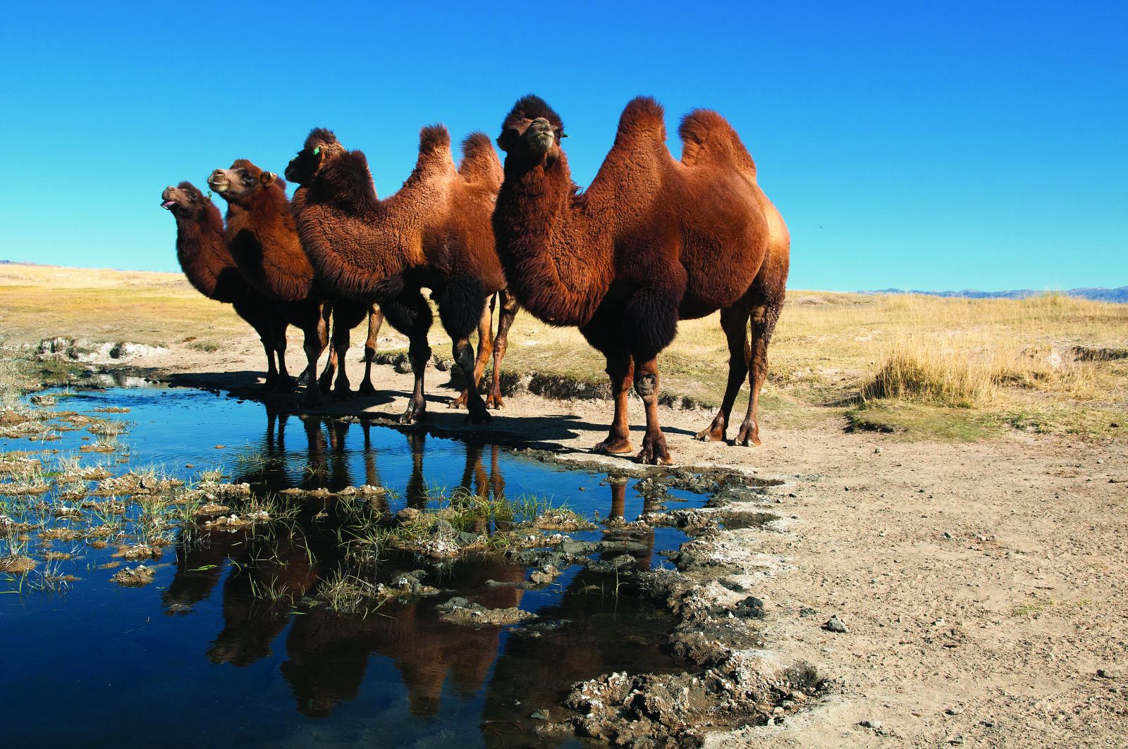 MONGOLIA’S GOBI DESERT