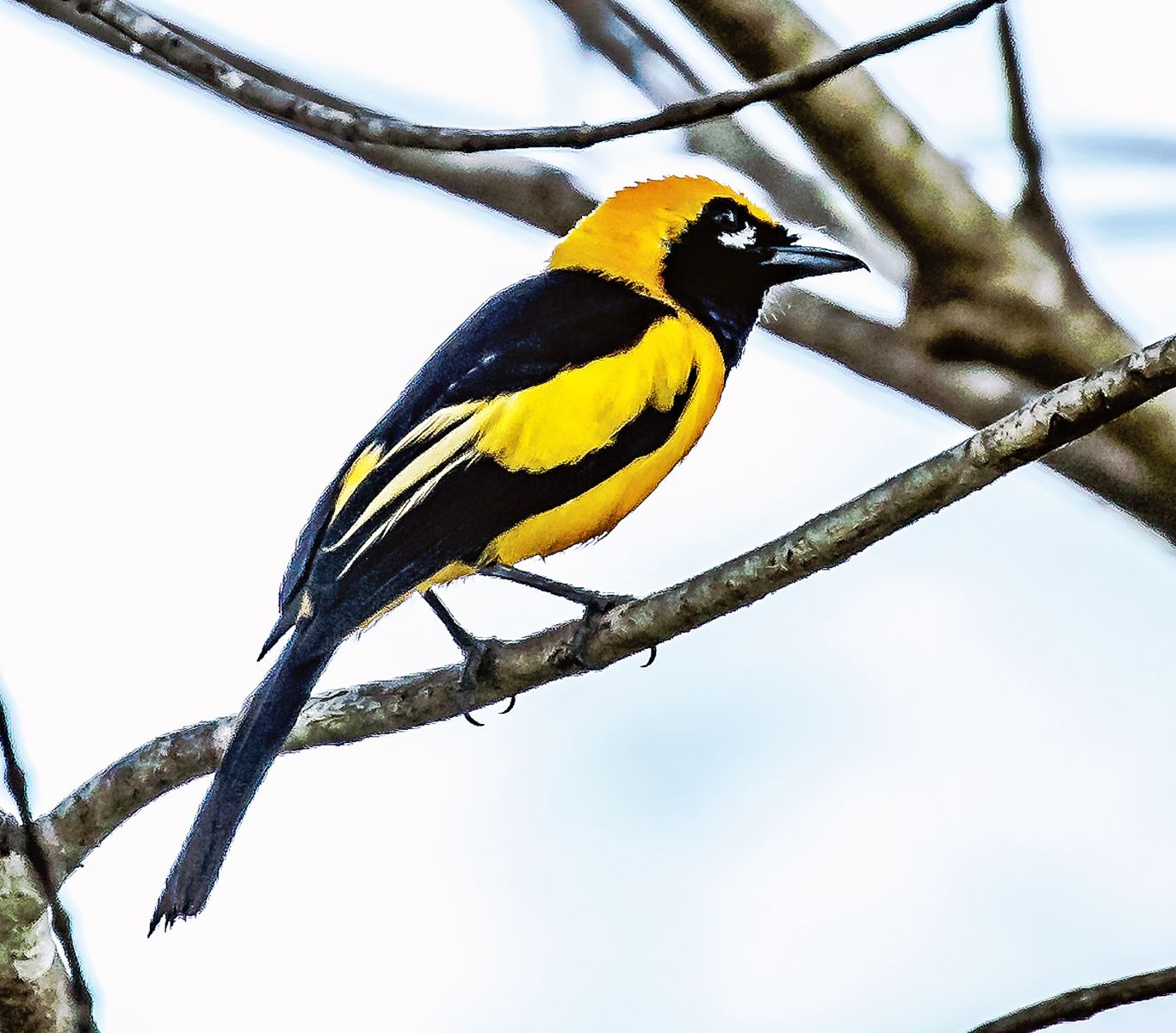 Golden Monarch (Male)