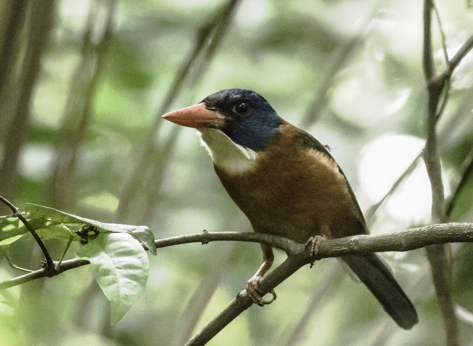 The Search for Rare and Wonderful Wildlife in North Sulawesi 