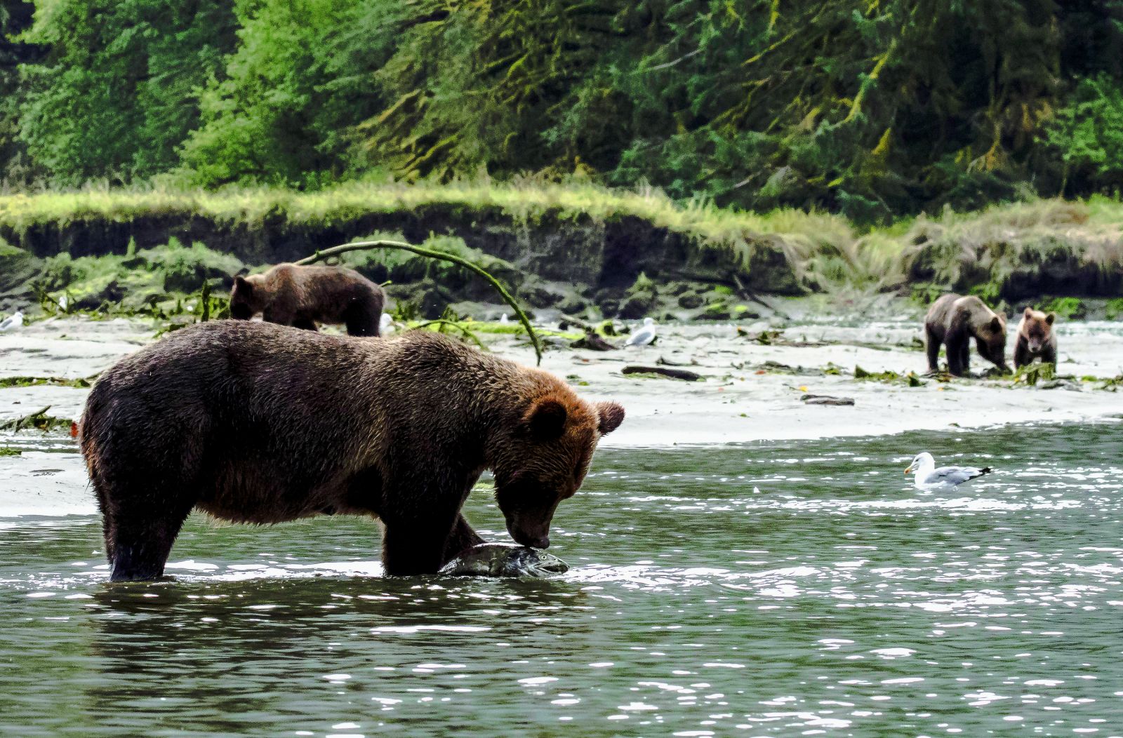 Exploring the Great Bear Rainforest of Canada