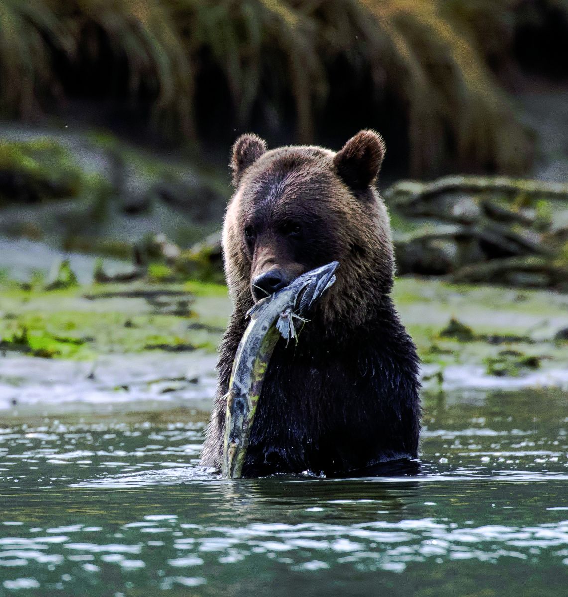 Exploring the Great Bear Rainforest of Canada