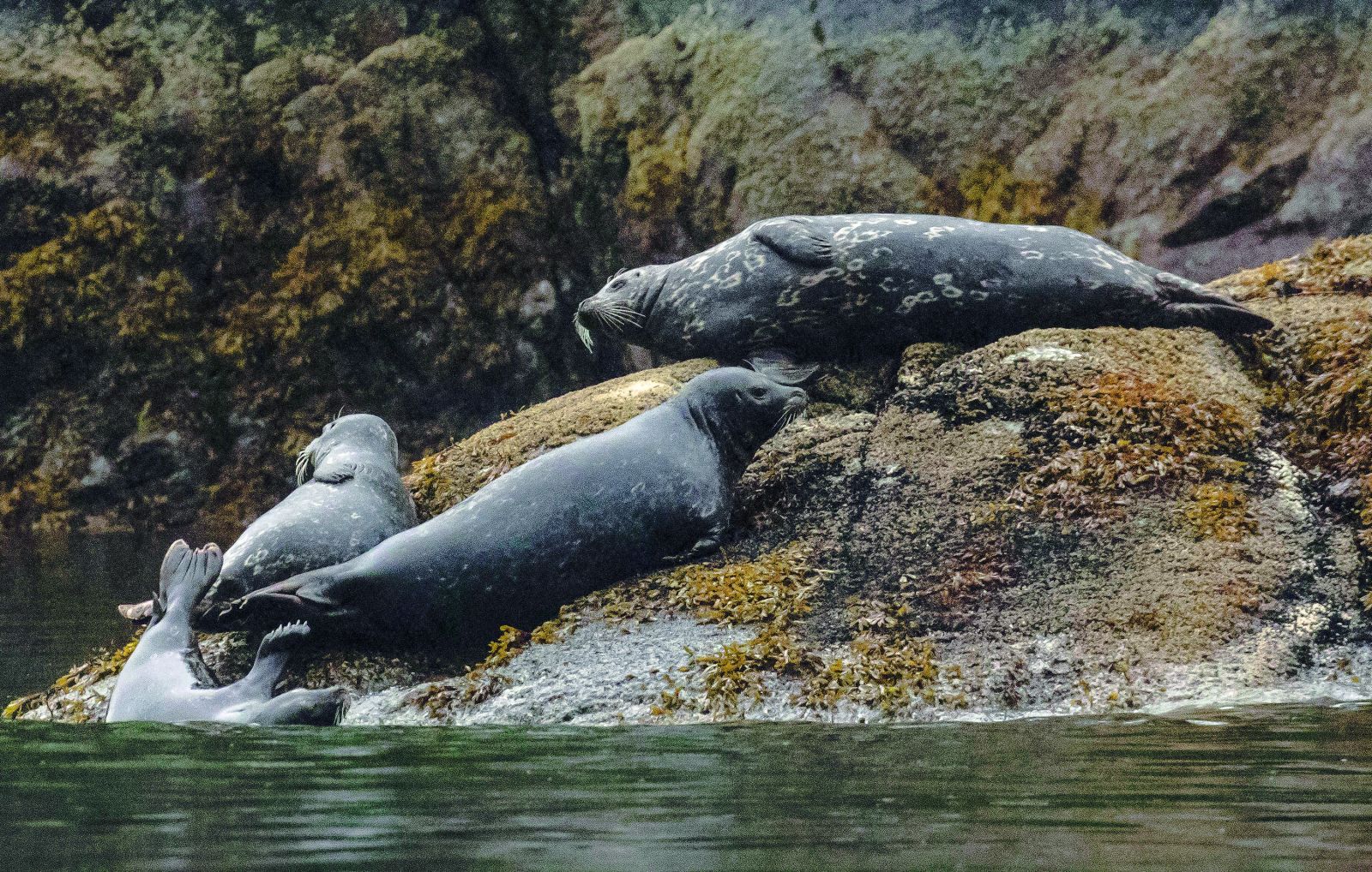 Exploring The Great Bear Rainforest Of Canada