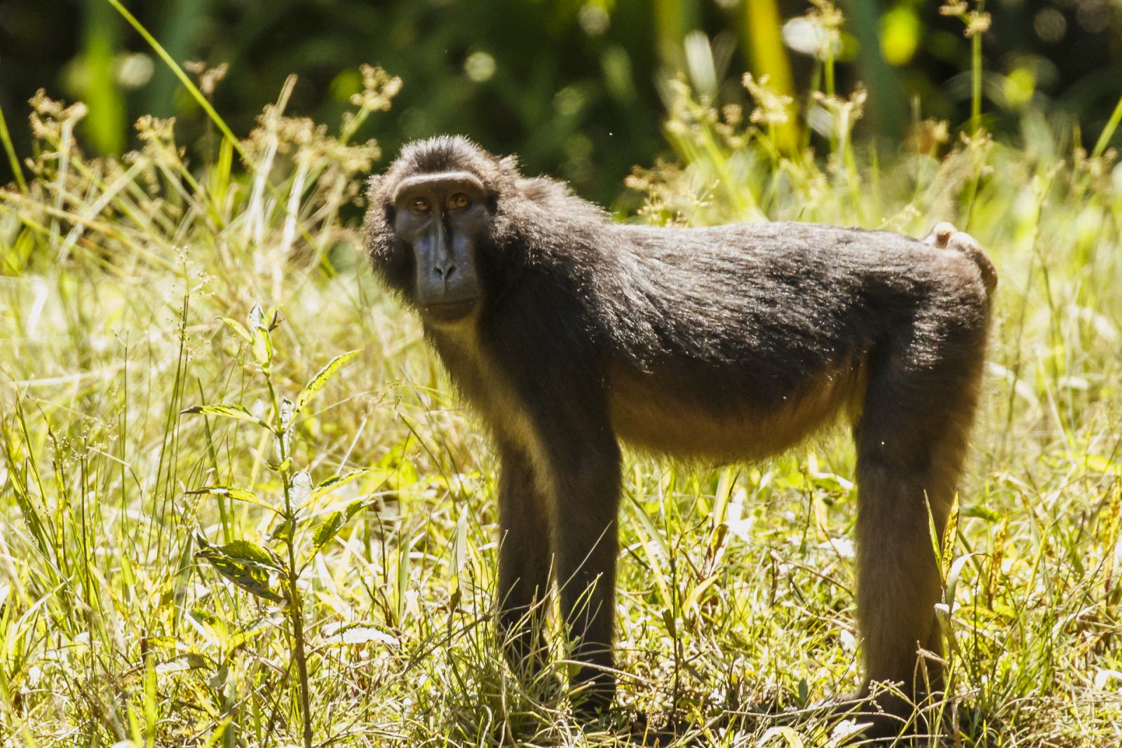 The Search for Rare and Wonderful Wildlife in North Sulawesi 