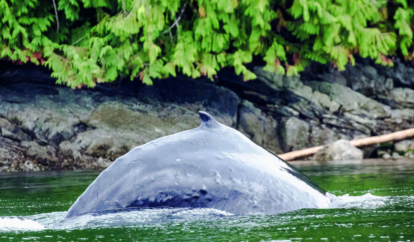 Exploring the Great Bear Rainforest of Canada