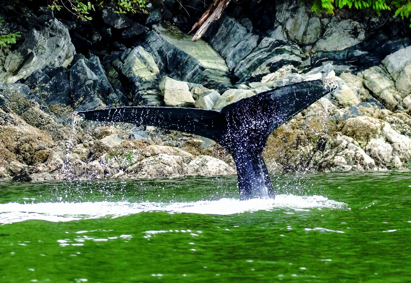 Exploring the Great Bear Rainforest of Canada