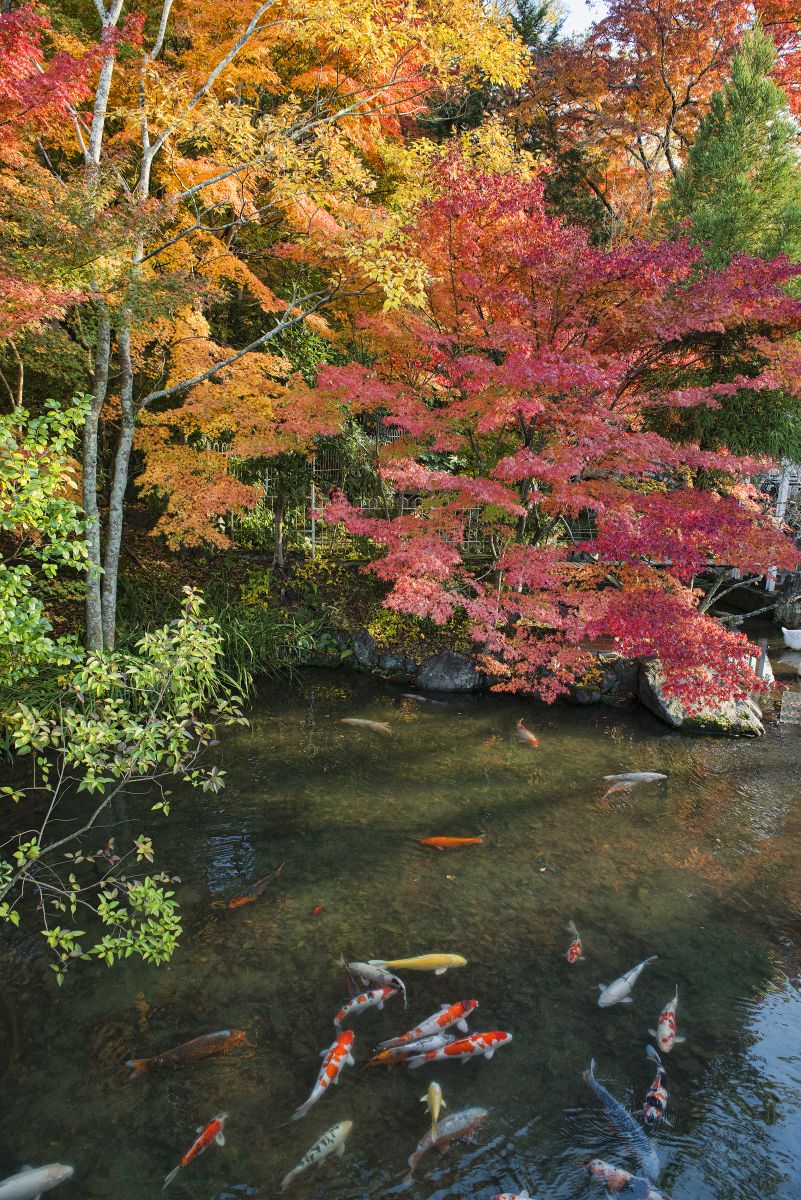 A week in Kyoto, Japan’s city of temples