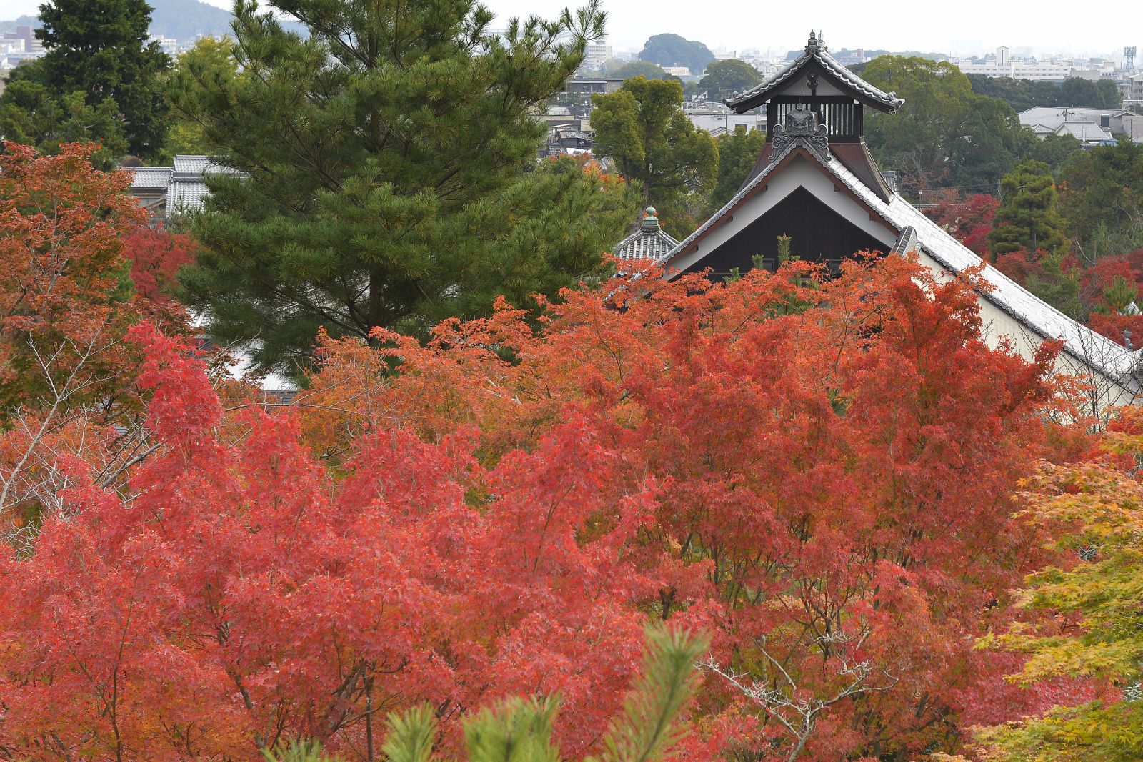 A week in Kyoto, Japan’s city of temples