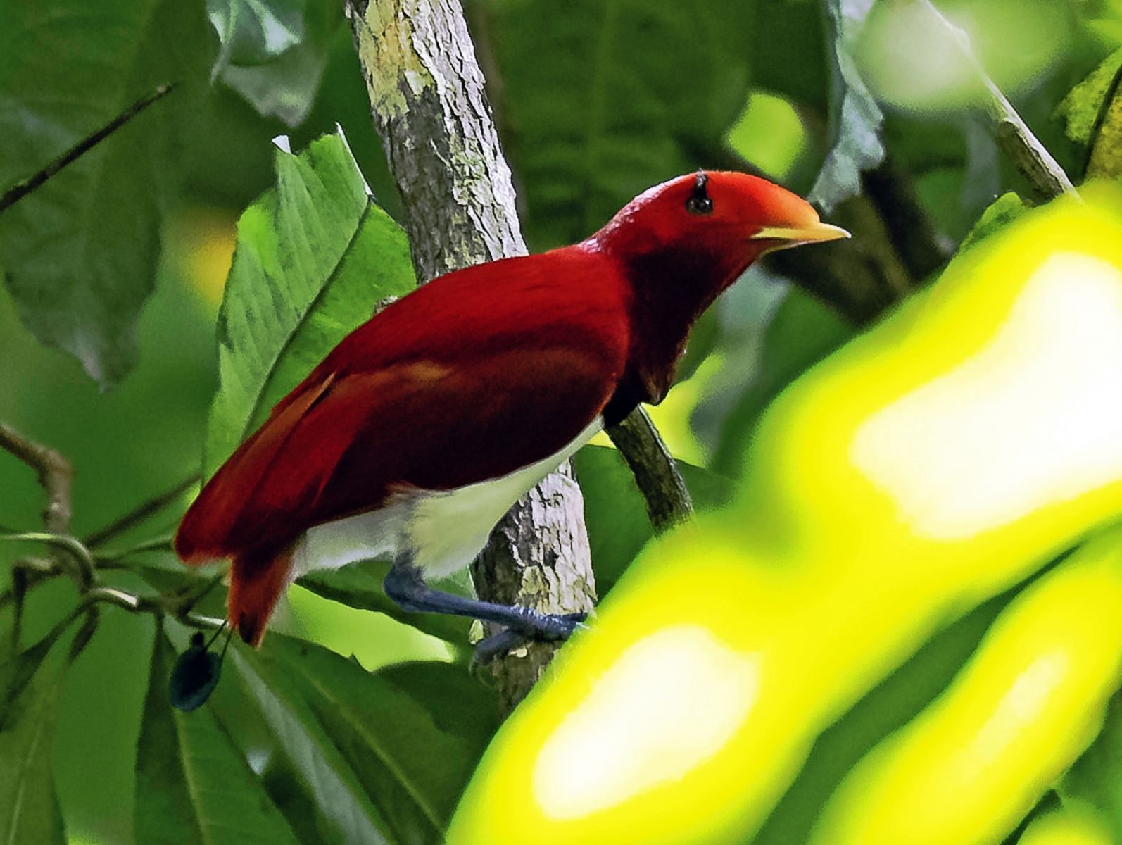 King Bird of Paradise (Male)