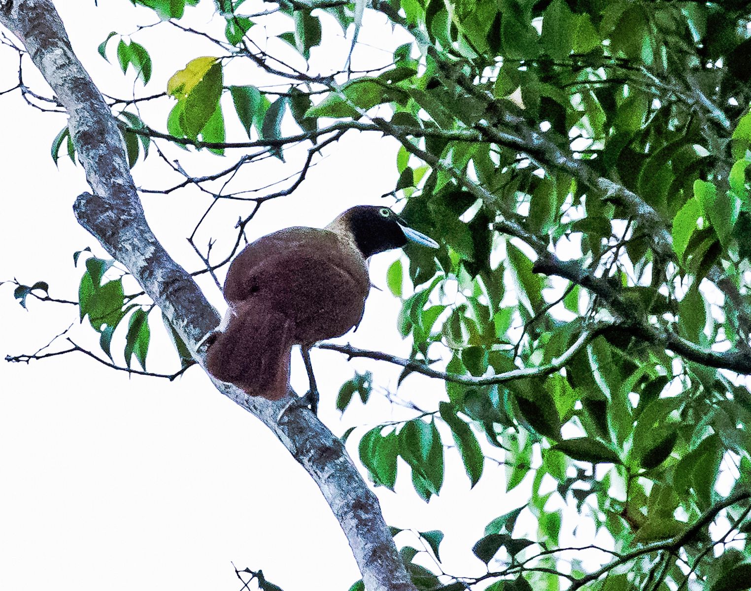 Lesser Bird of Paradise (Female)