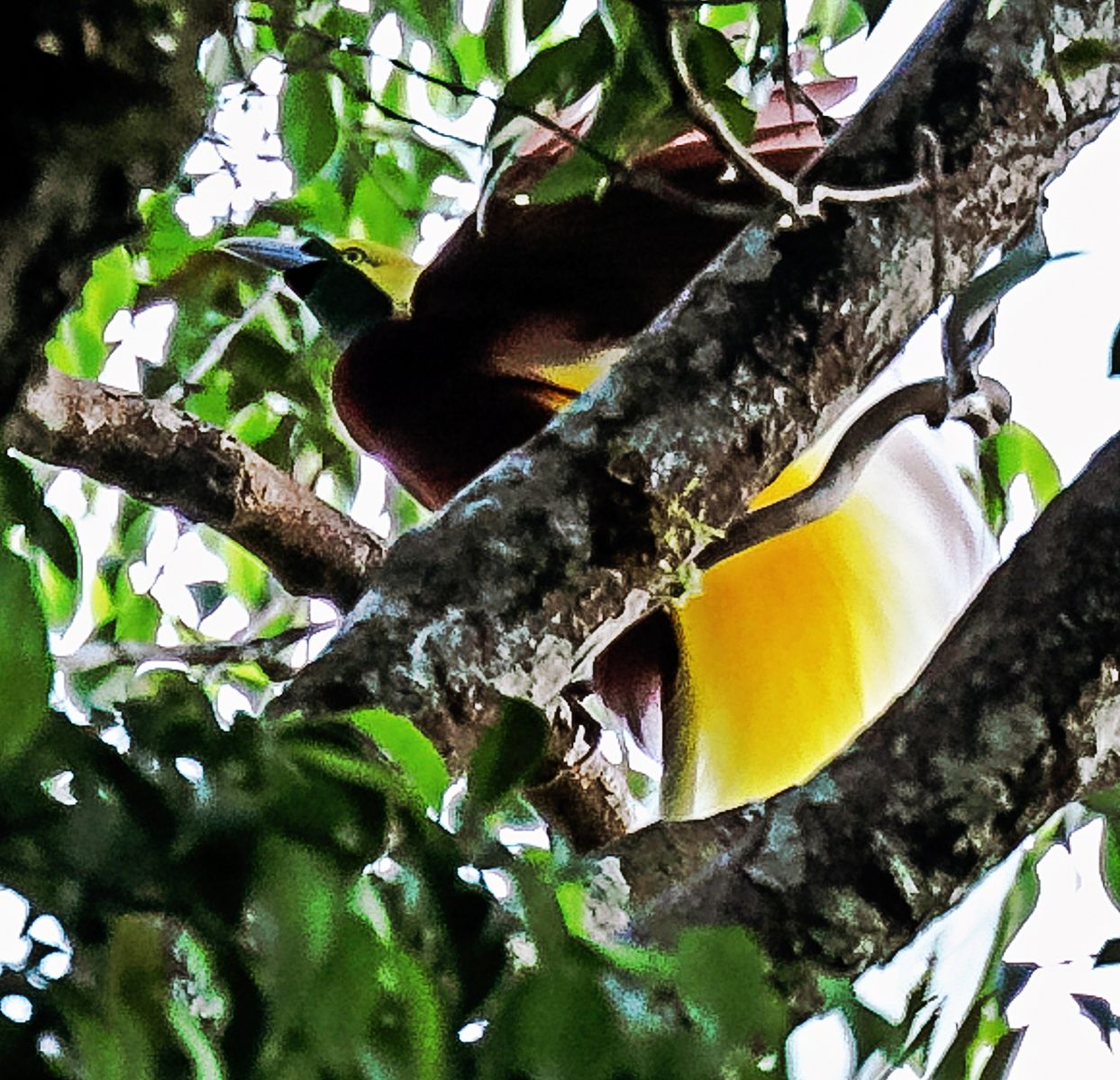 Lesser Bird of Paradise (Male)