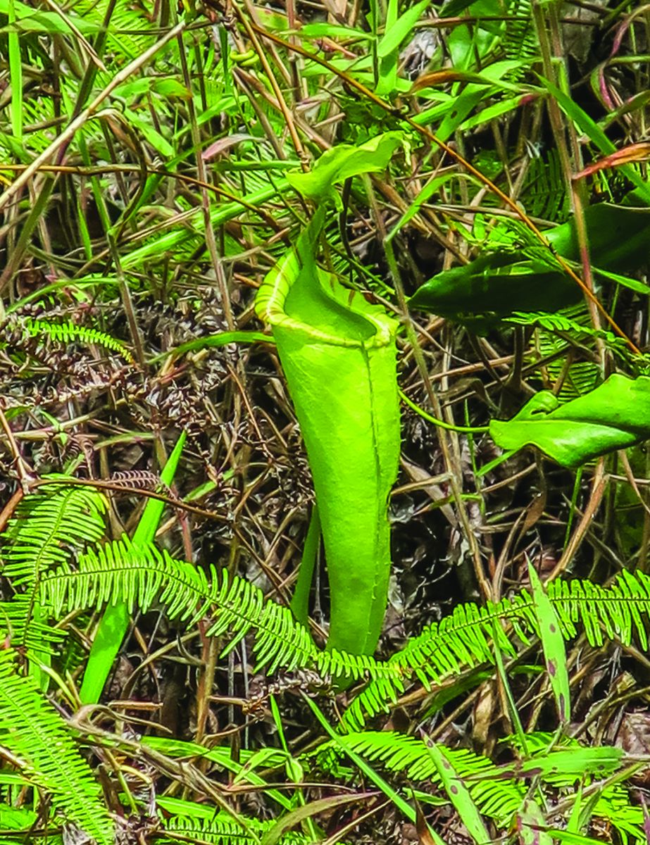 Napenthes mirabilis