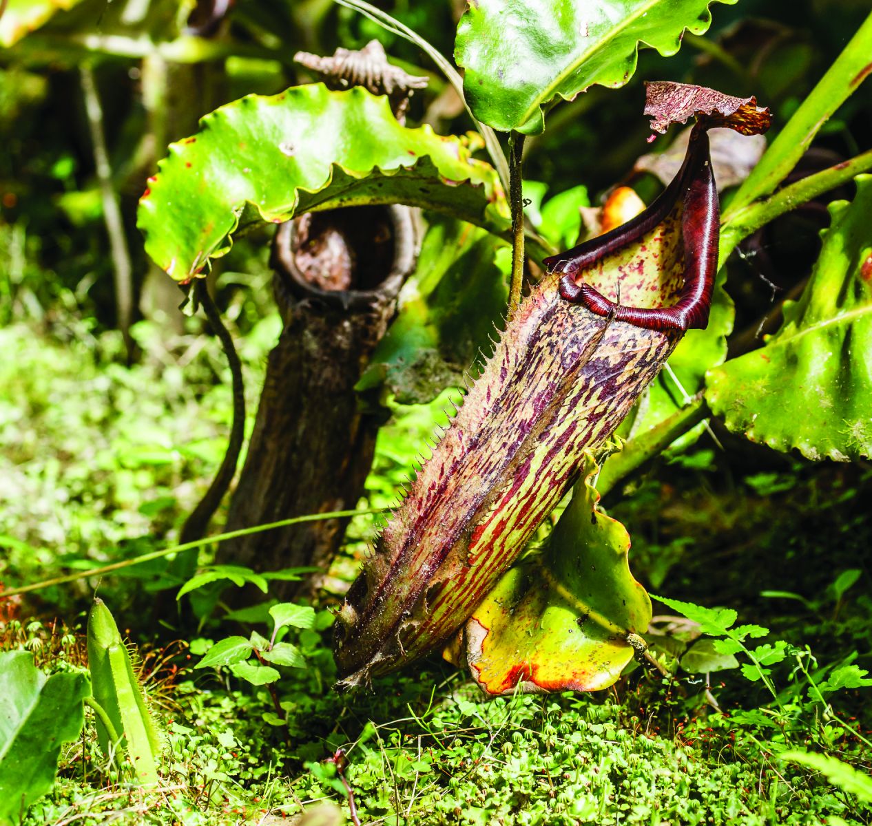 Napenthes tentaculata