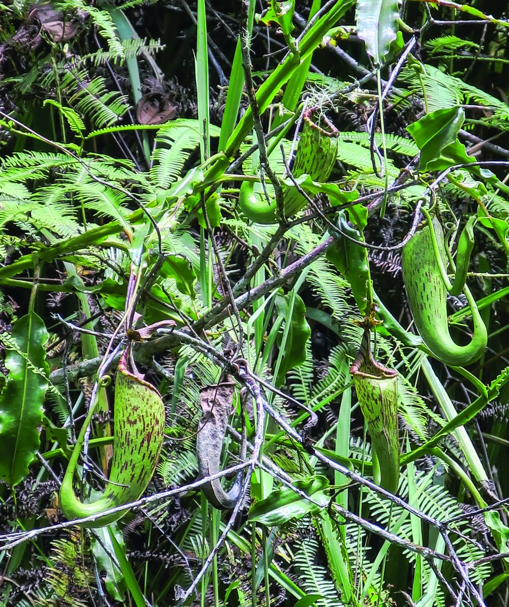 Nepenthes maxima