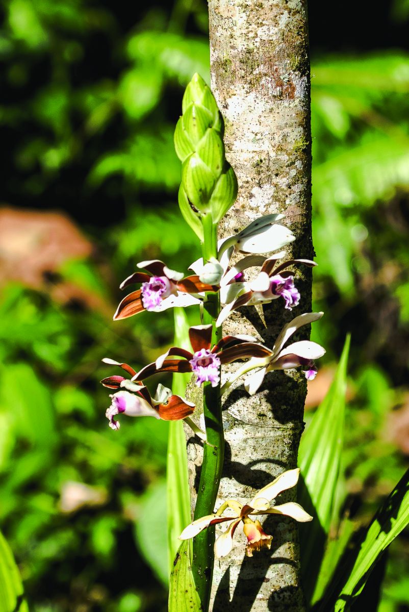 Nun's Hood Orchid