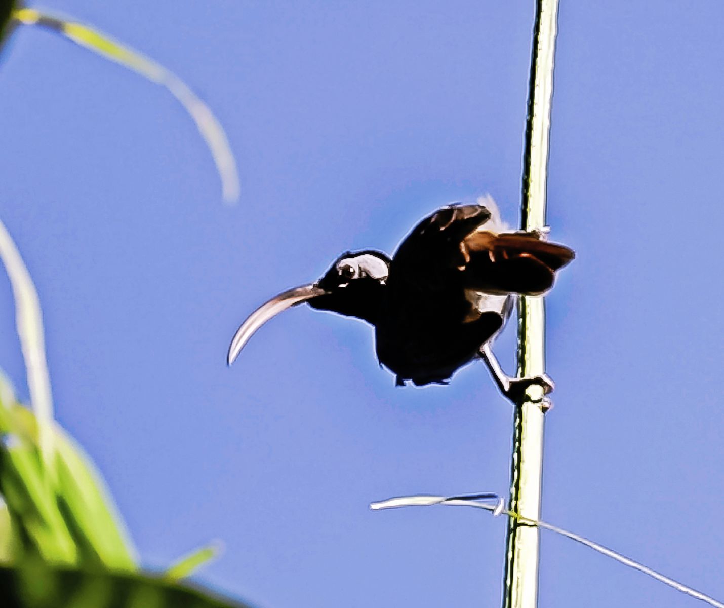 Pale-billed Sicklebill 