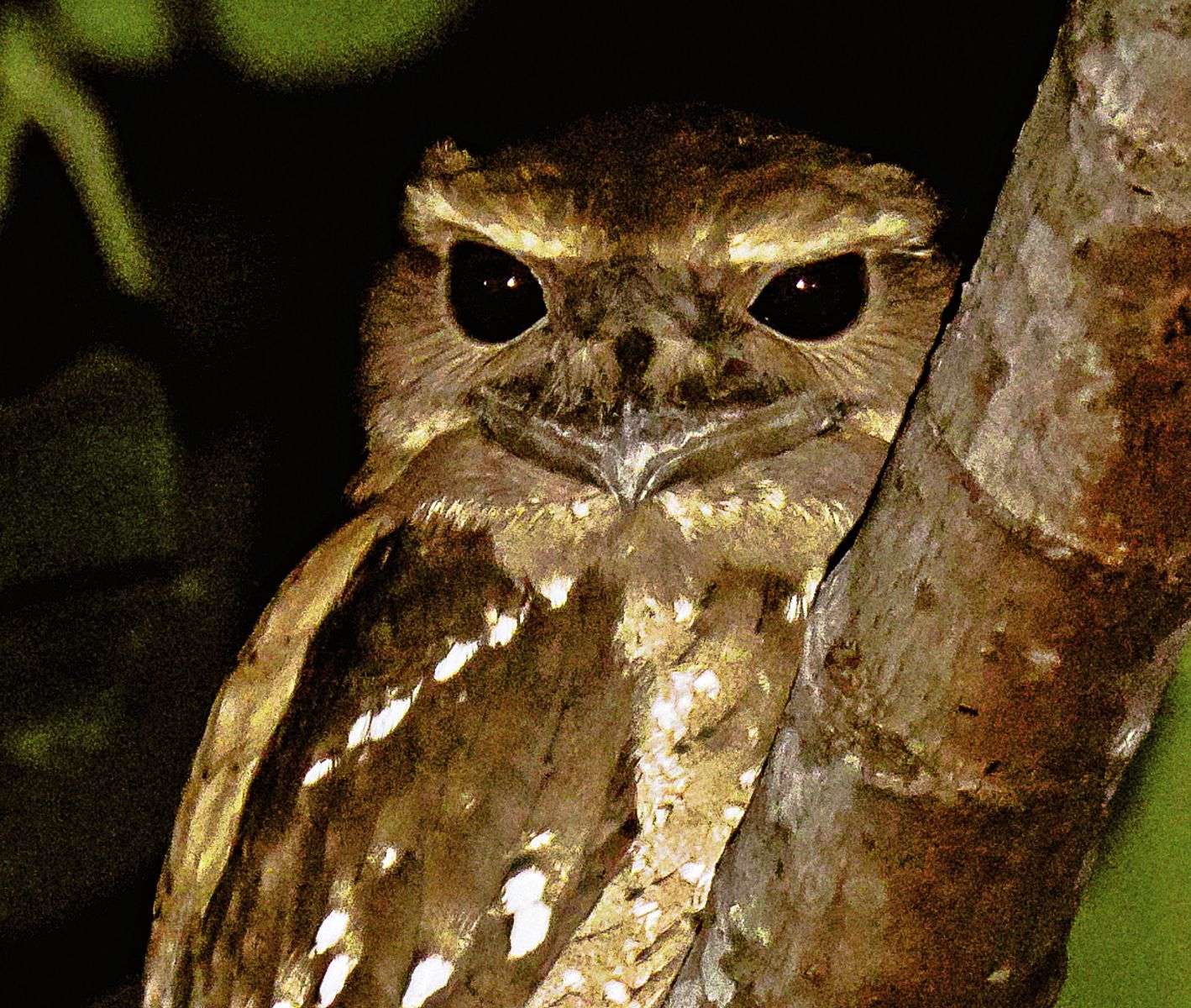 Papaun Frogmouth