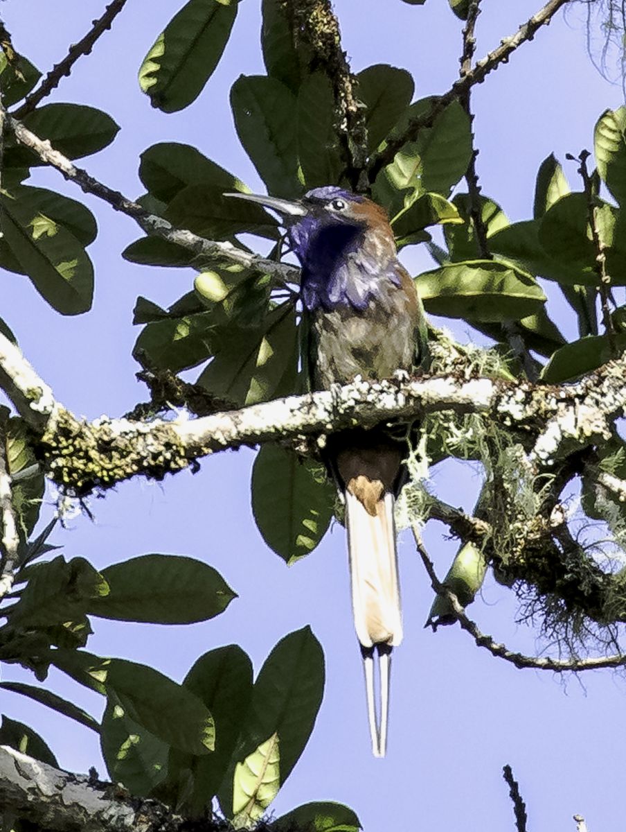 Searching for more endemic plants and wildlife of Central Sulawesi