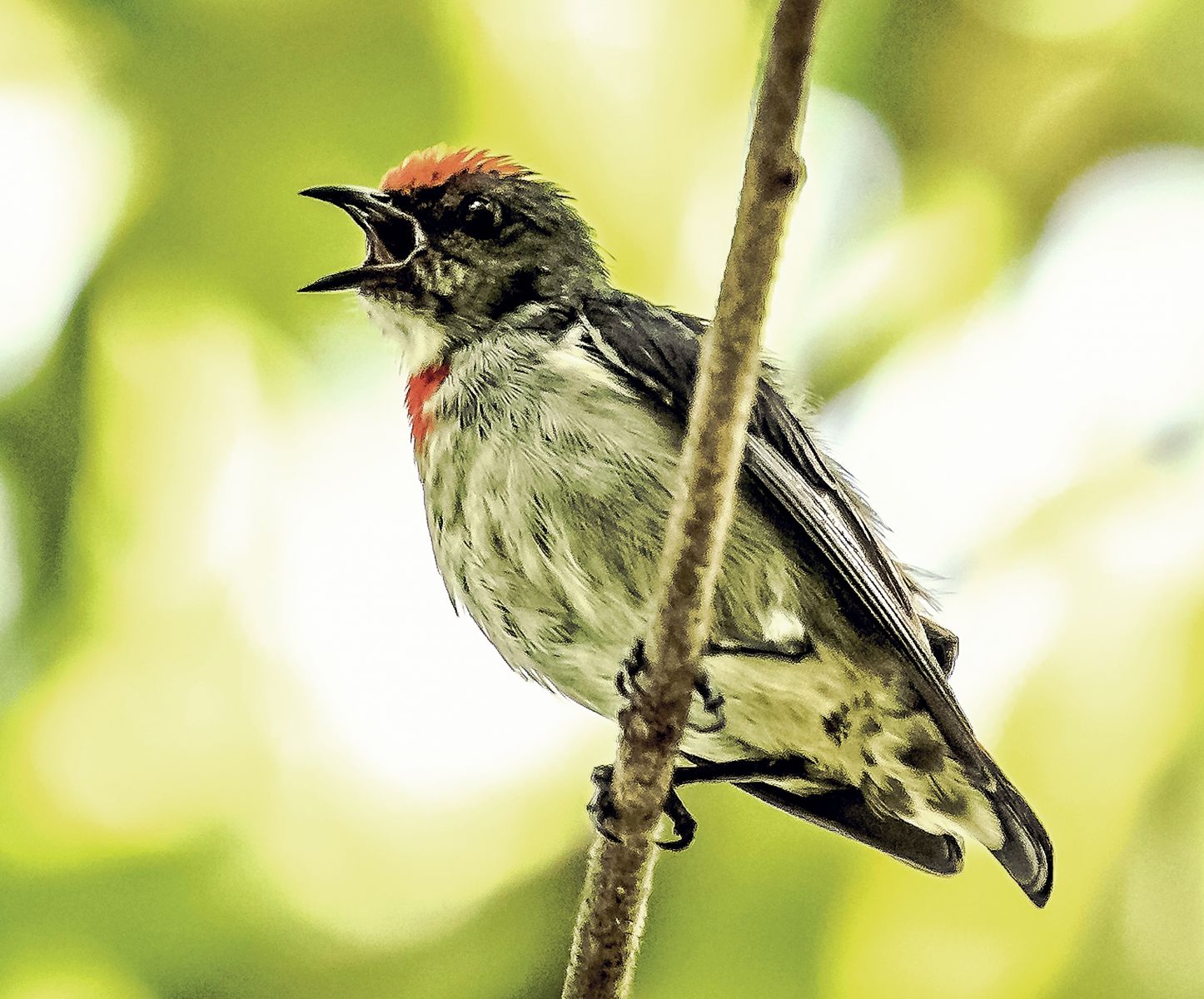 Red-capped Flowerpecker (Female)