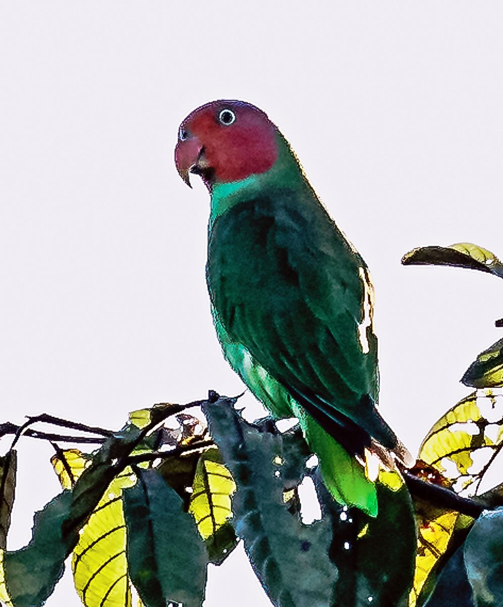 Red-cheeked Parrot (Female)