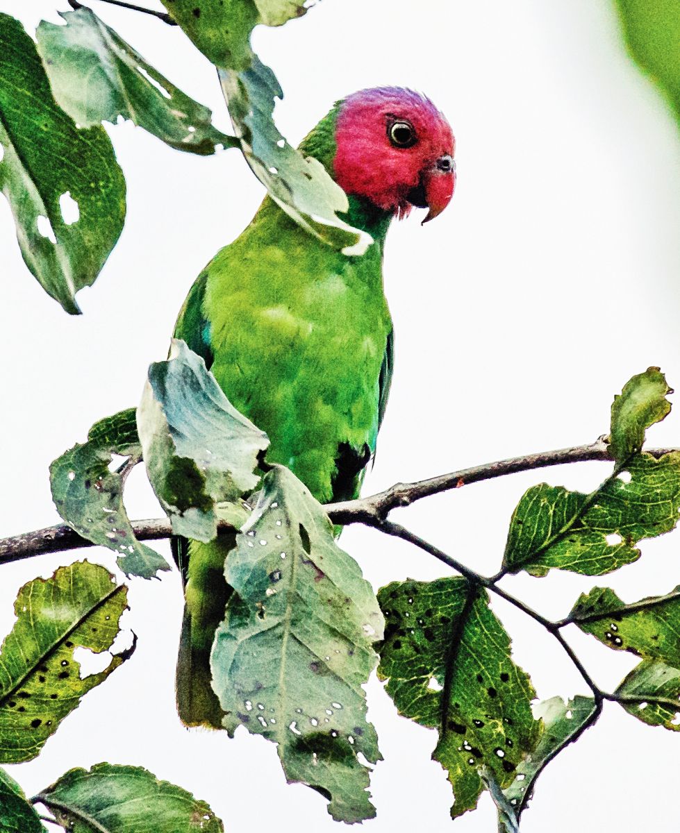 Red-cheeked Parrot (Male)