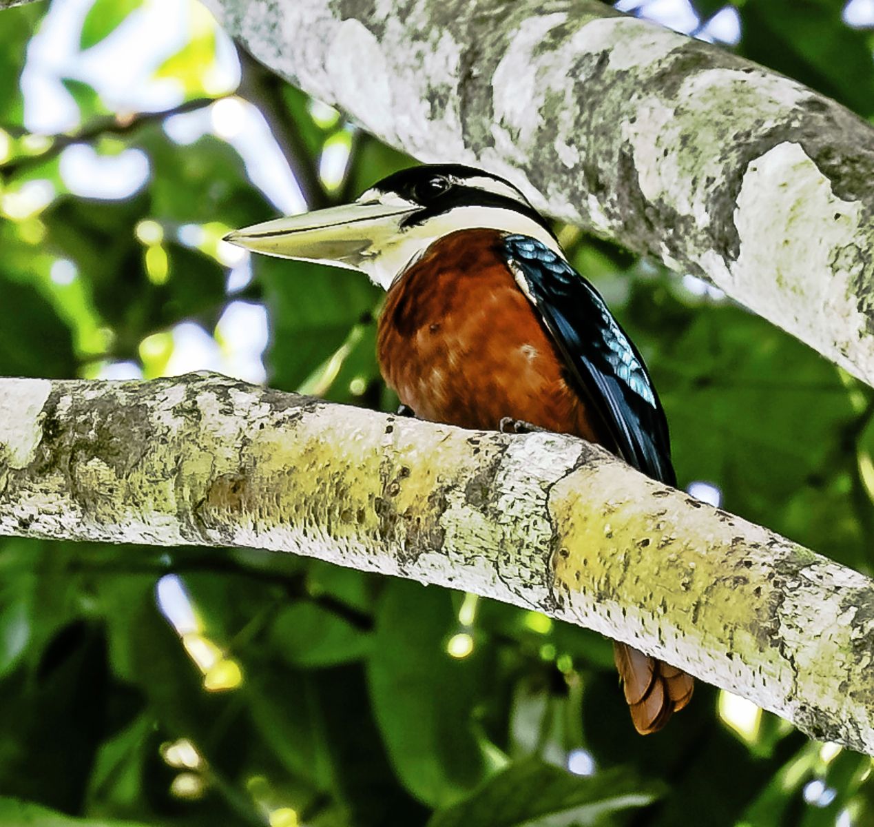 Rufous-bellied Kookaburra