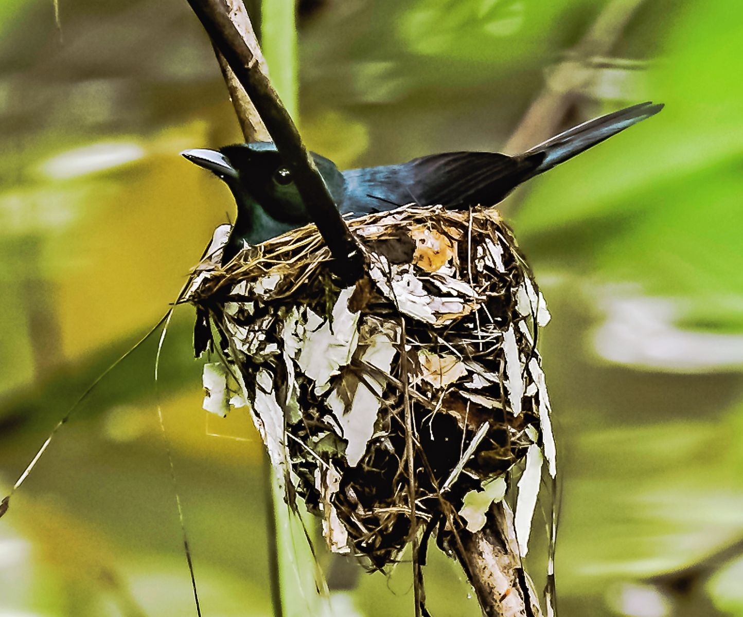 Shining Flycatcher (Male)