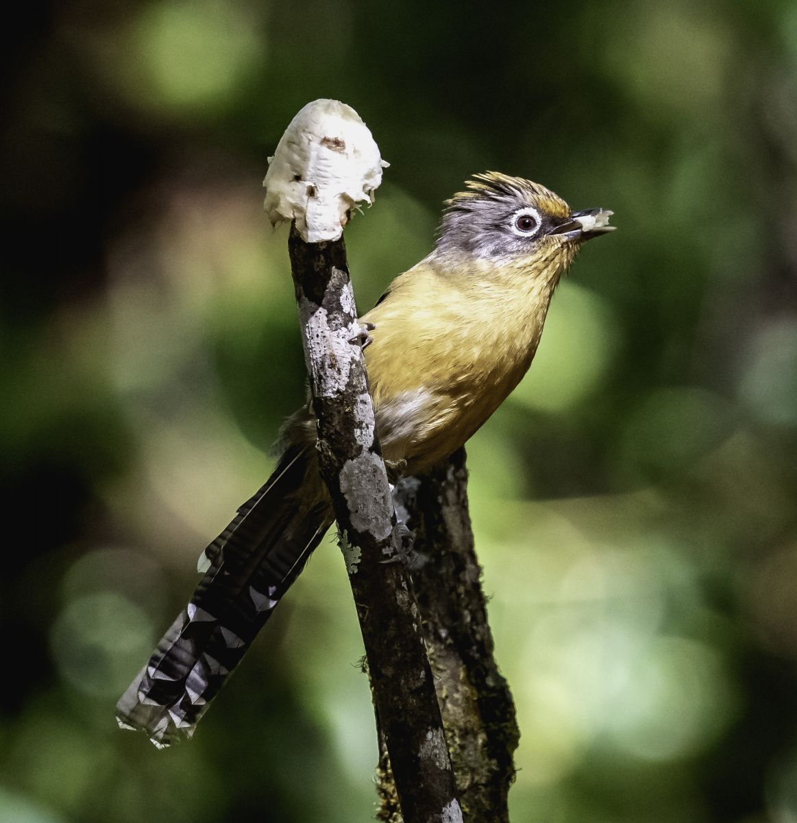 Doi Pha Hom Pok National Park