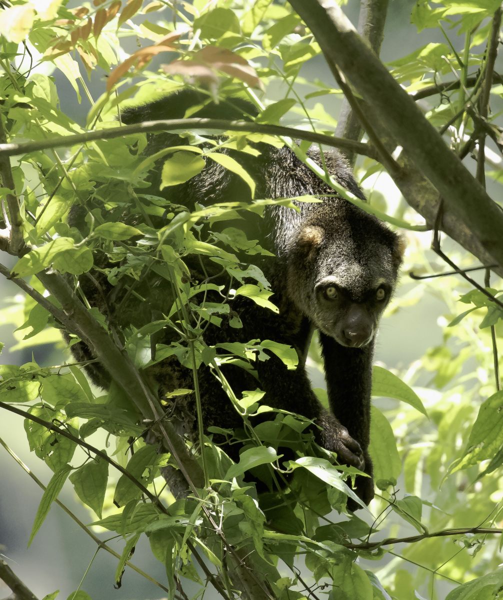 Searching for more endemic plants and wildlife of Central Sulawesi