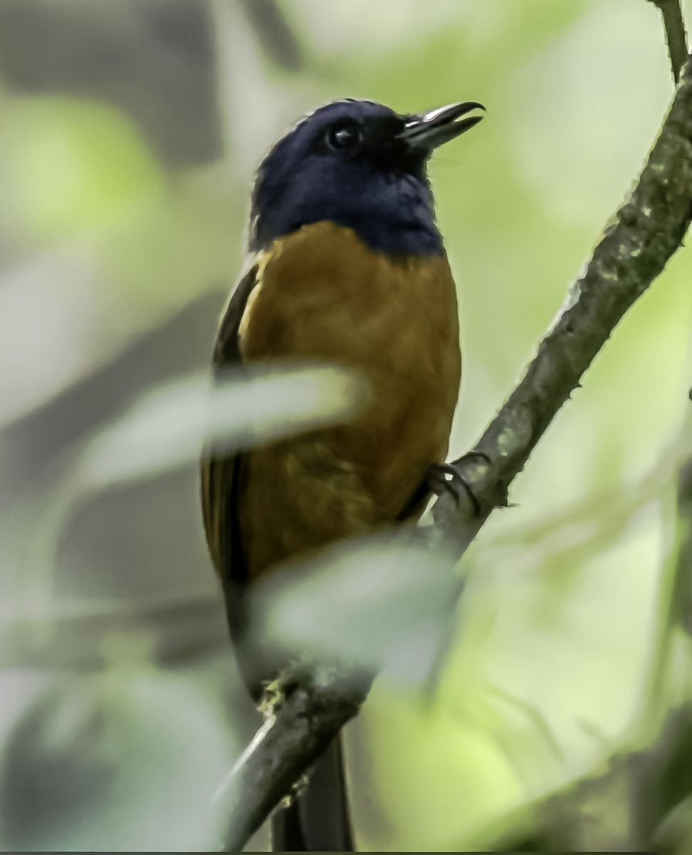 Searching for more endemic plants and wildlife of Central Sulawesi