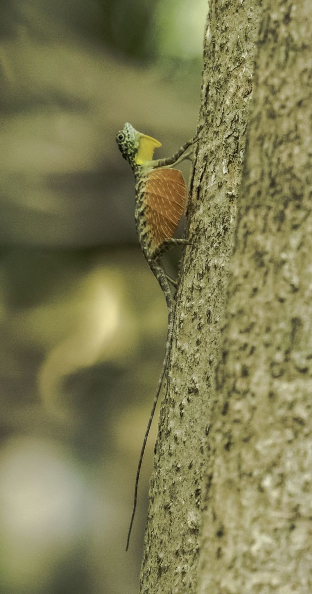 The Search for Rare and Wonderful Wildlife in North Sulawesi 