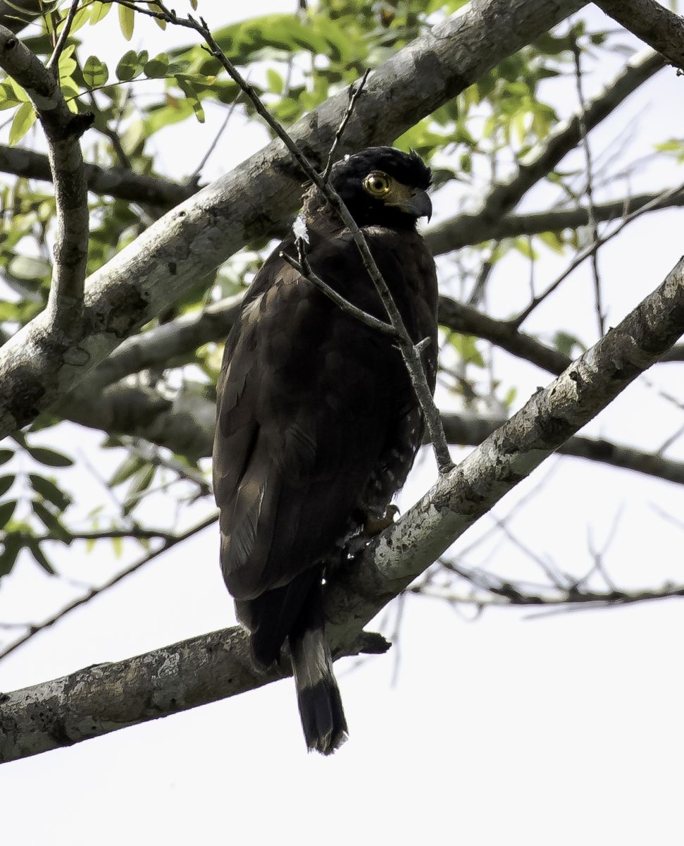 Searching for more endemic plants and wildlife of Central Sulawesi